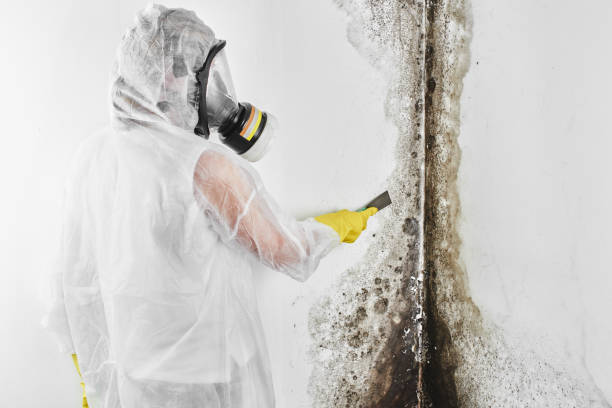Best Office Mold Removal Services  in Makawao, HI