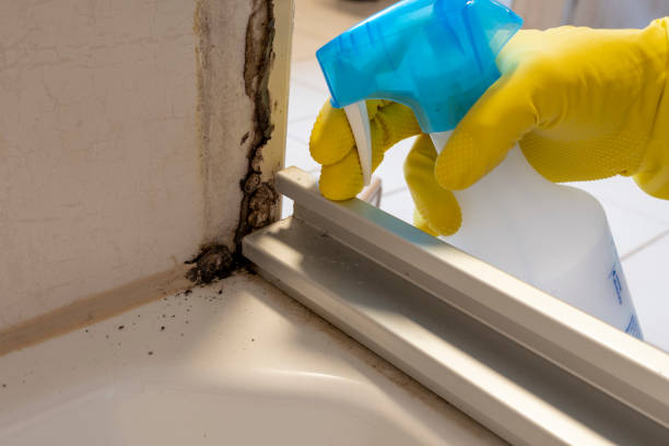 Best Mold Removal Process  in Makawao, HI